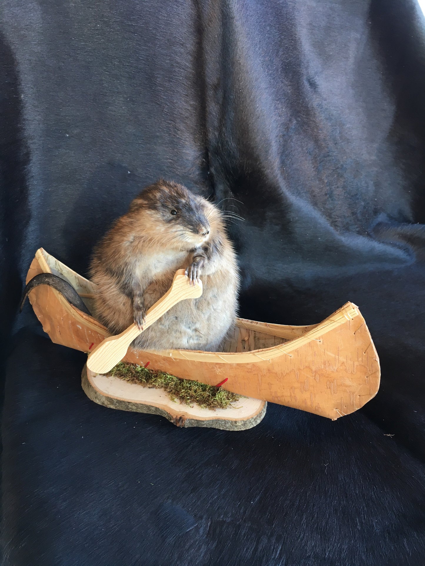 Muskrat In A Canoe