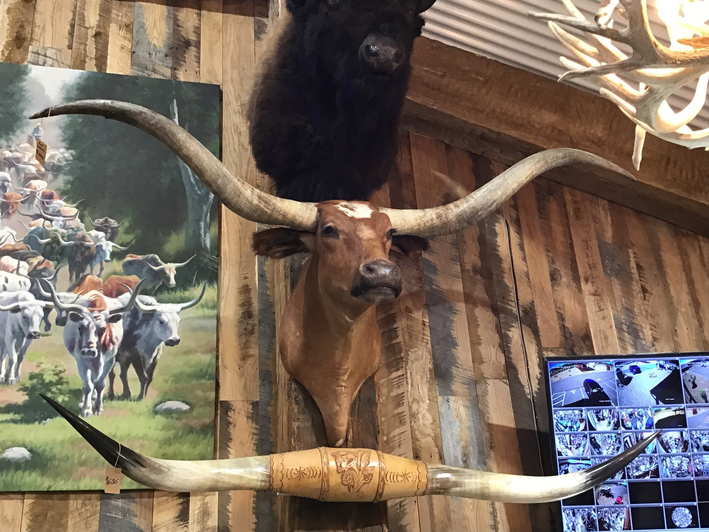 *SOLD* RED LONGHORN MOUNT