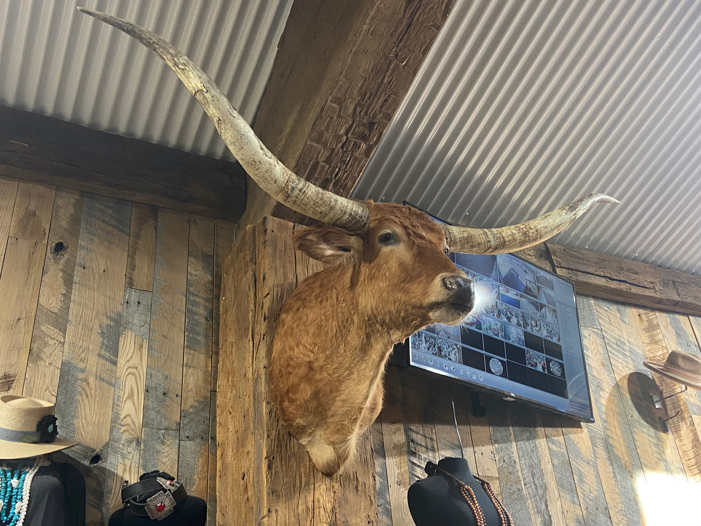 *sold* TAN ORANGE LONGHORN MOUNT