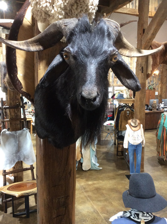 Spanish Goat Mount