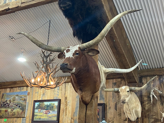 *SOLD* RED AND WHITE LONGHORN MOUNT