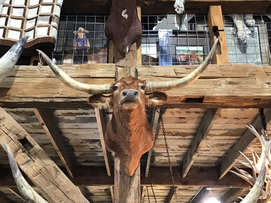 *SOLD* RED LONGHORN MOUNT