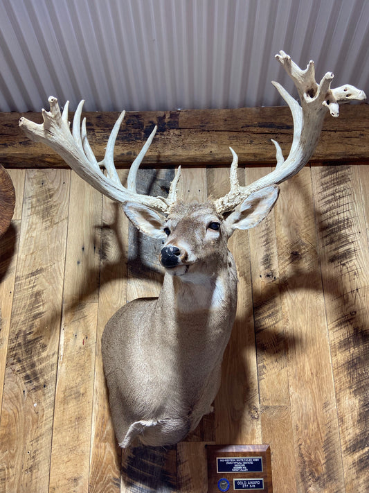 MONSTER MISSOURI WHITETAIL BUCK SHOULDER MOUNT