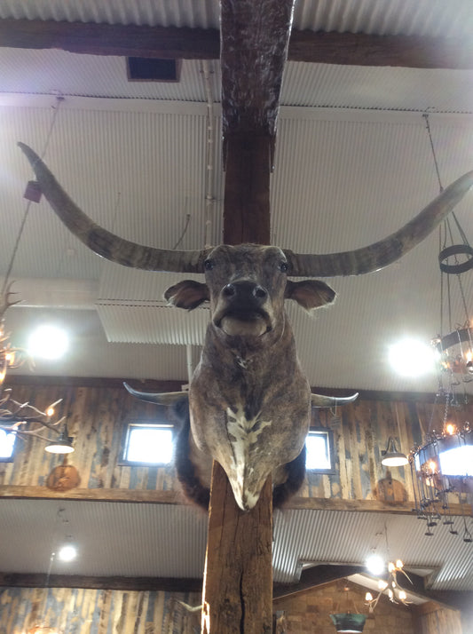 *SOLD*Longhorn Mount