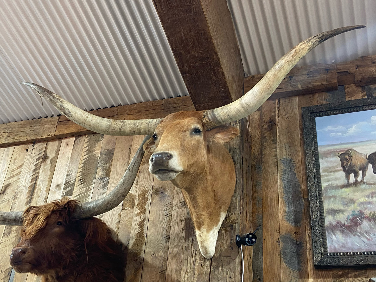 *SOLD* LIGHT ORANGE AND WHITE LONGHORN MOUNT