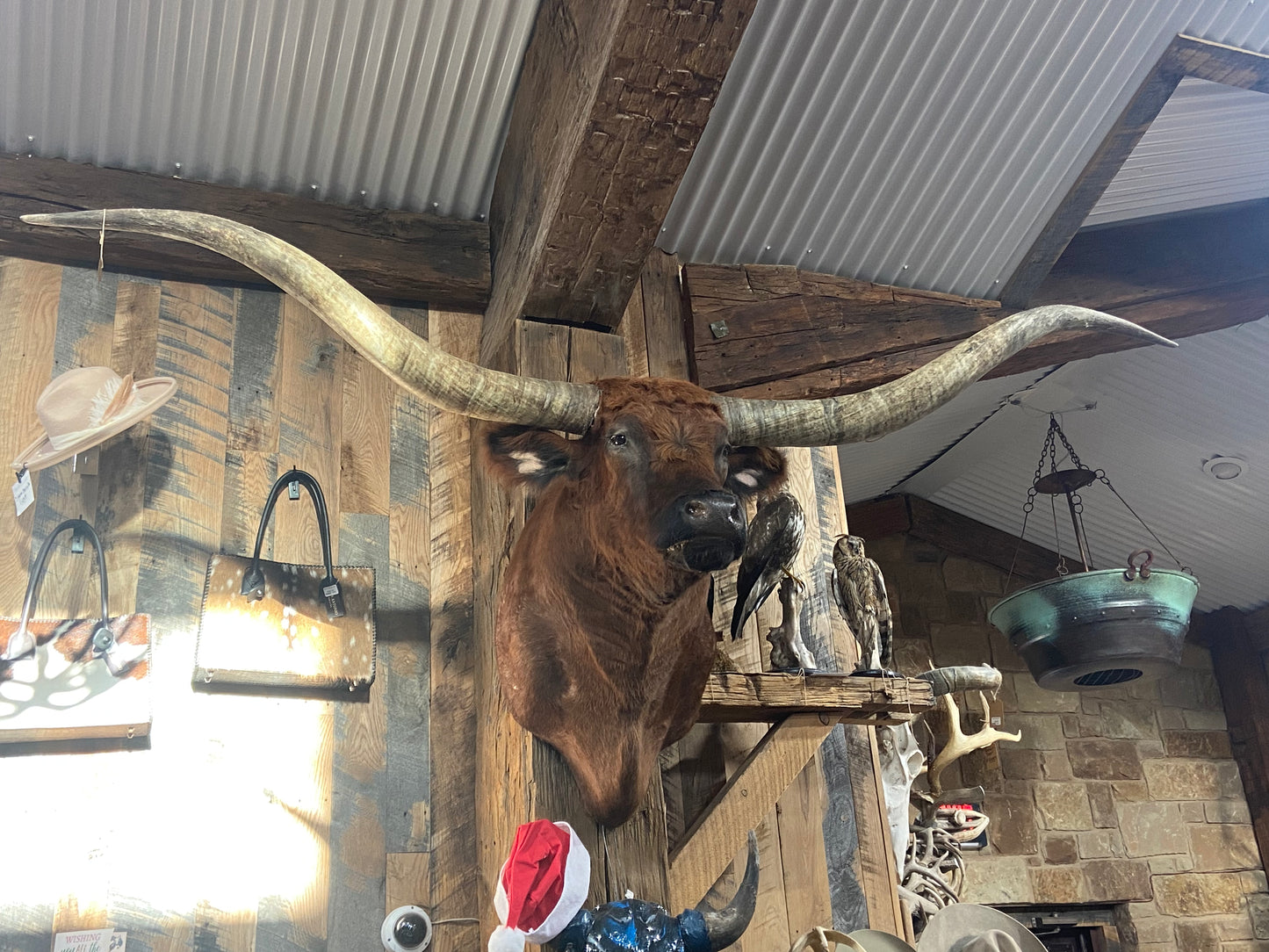 * sold* BRINDLE RED LONGHORN MOUNT