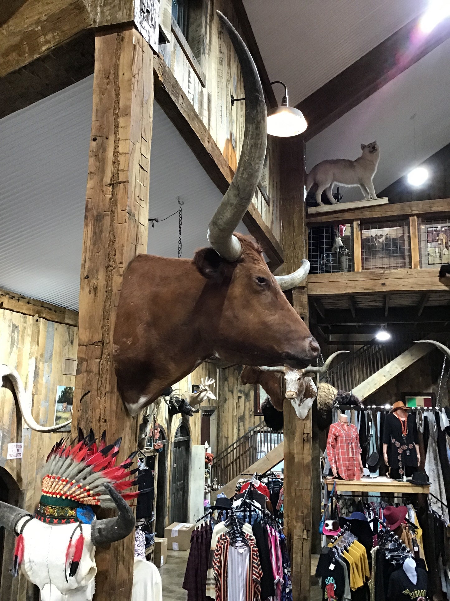 *SOLD*RED LONGHORN MOUNT
