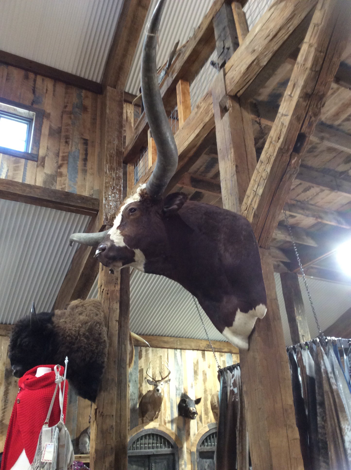 *SOLD* Longhorn Mount