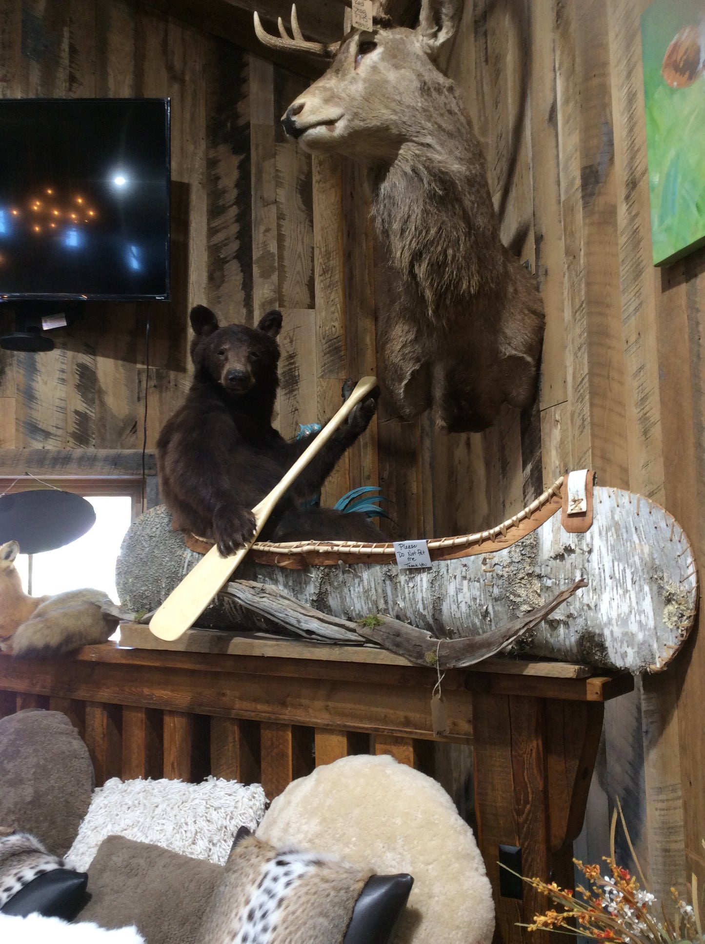 Black Bear in a Canoe