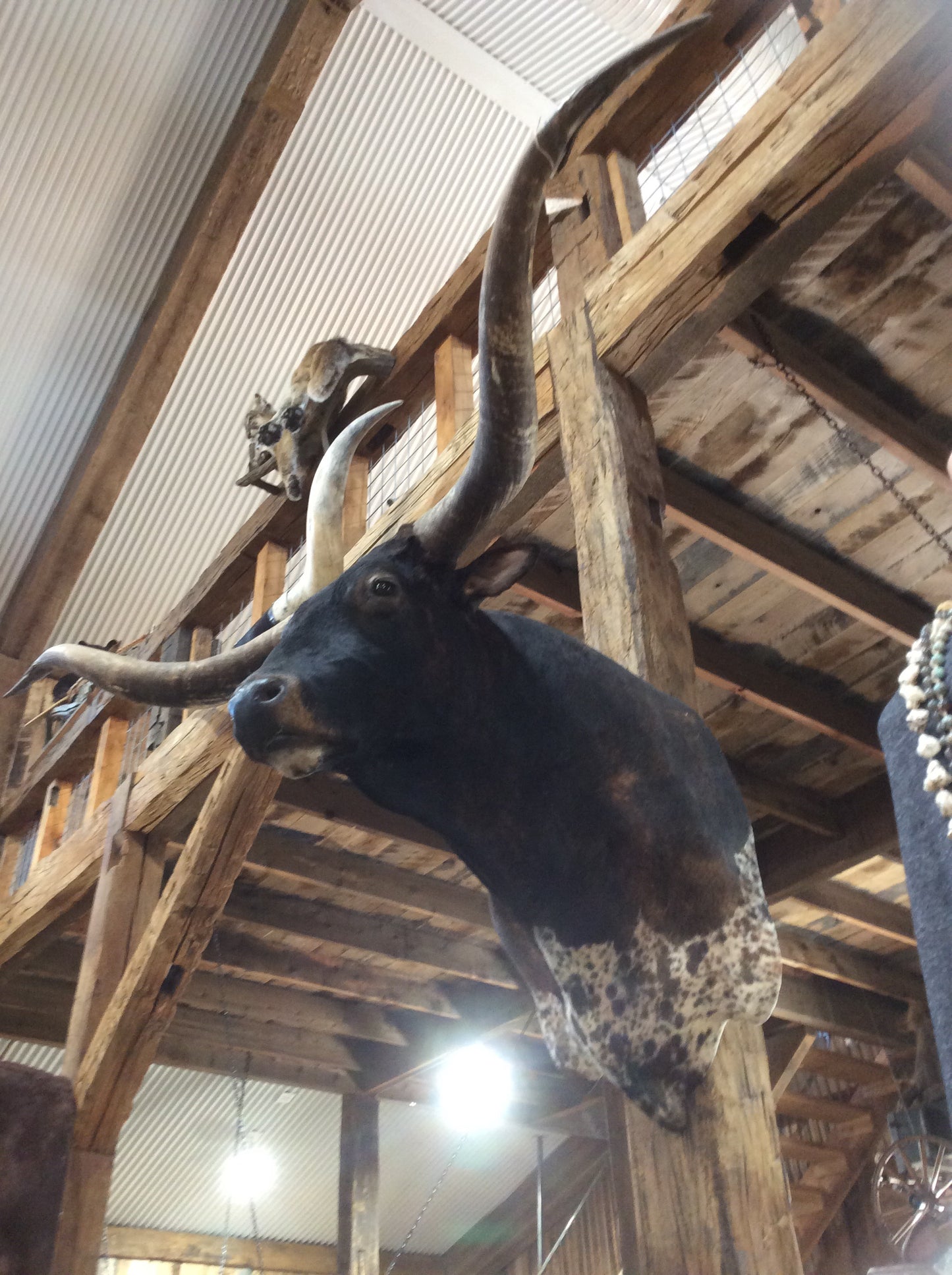 *SOLD* Longhorn Mount