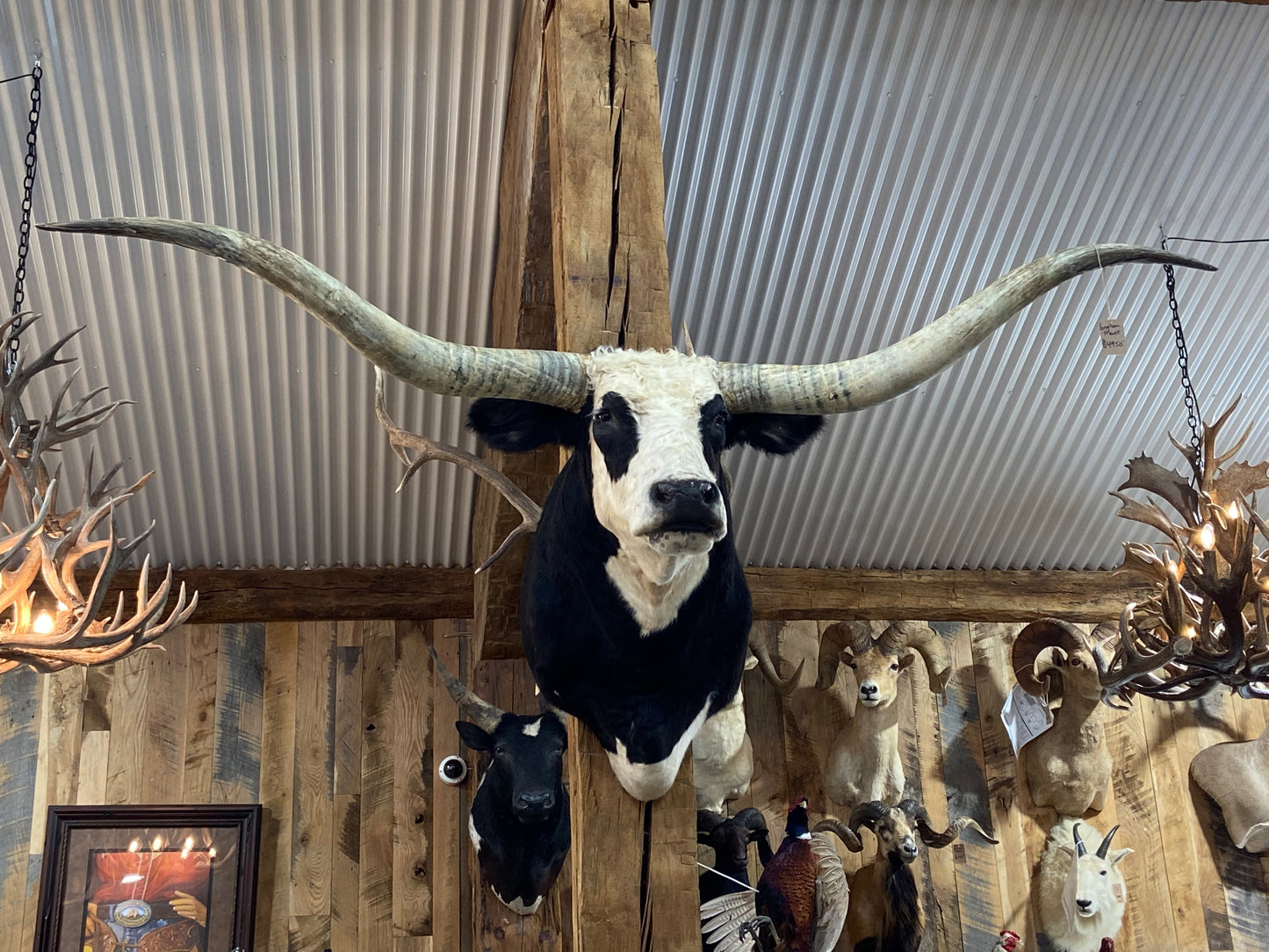 *SOLD* BLACK AND WHITE LONGHORN MOUNT