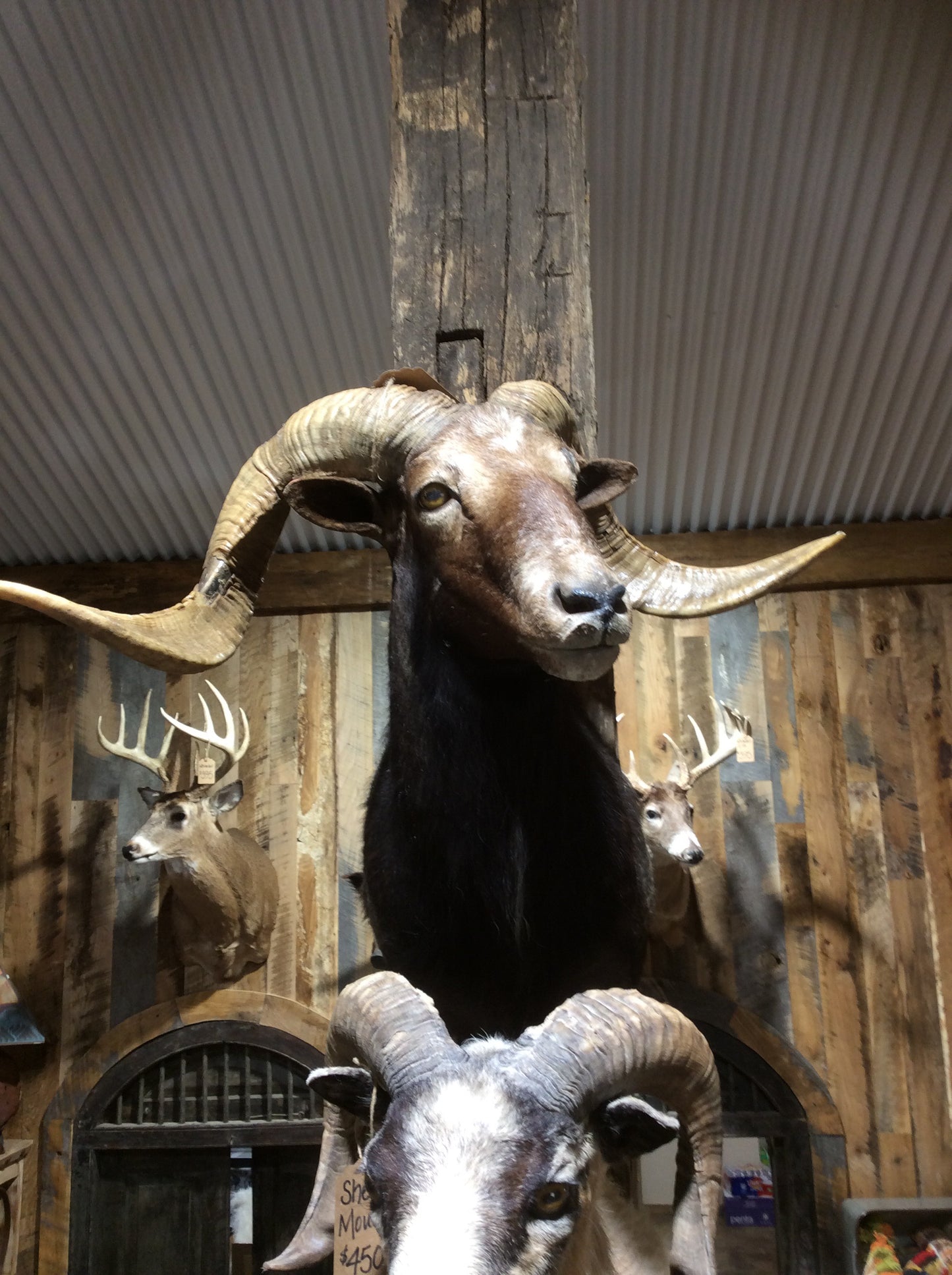 Sheep Mount