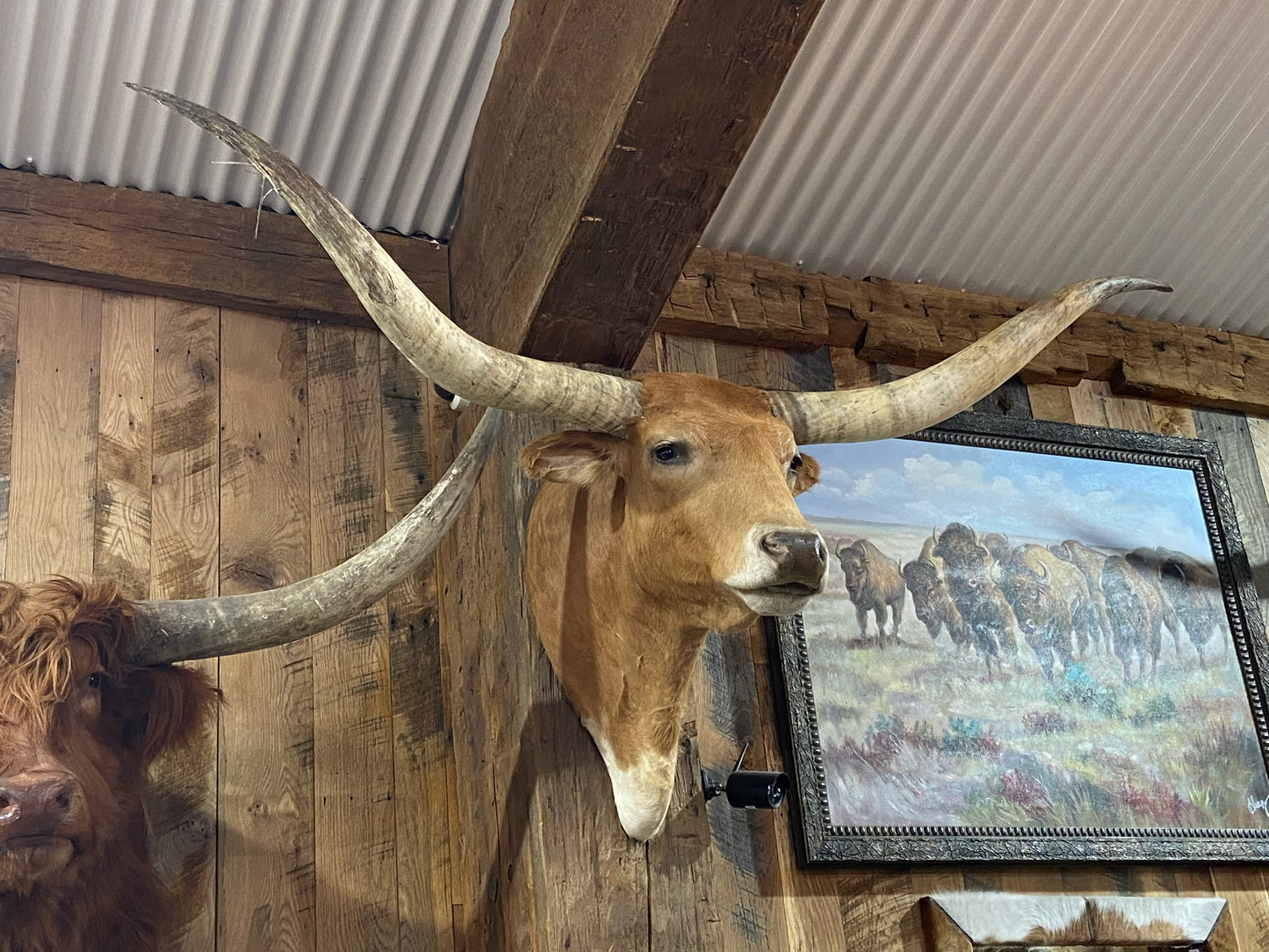 *SOLD* LIGHT ORANGE AND WHITE LONGHORN MOUNT