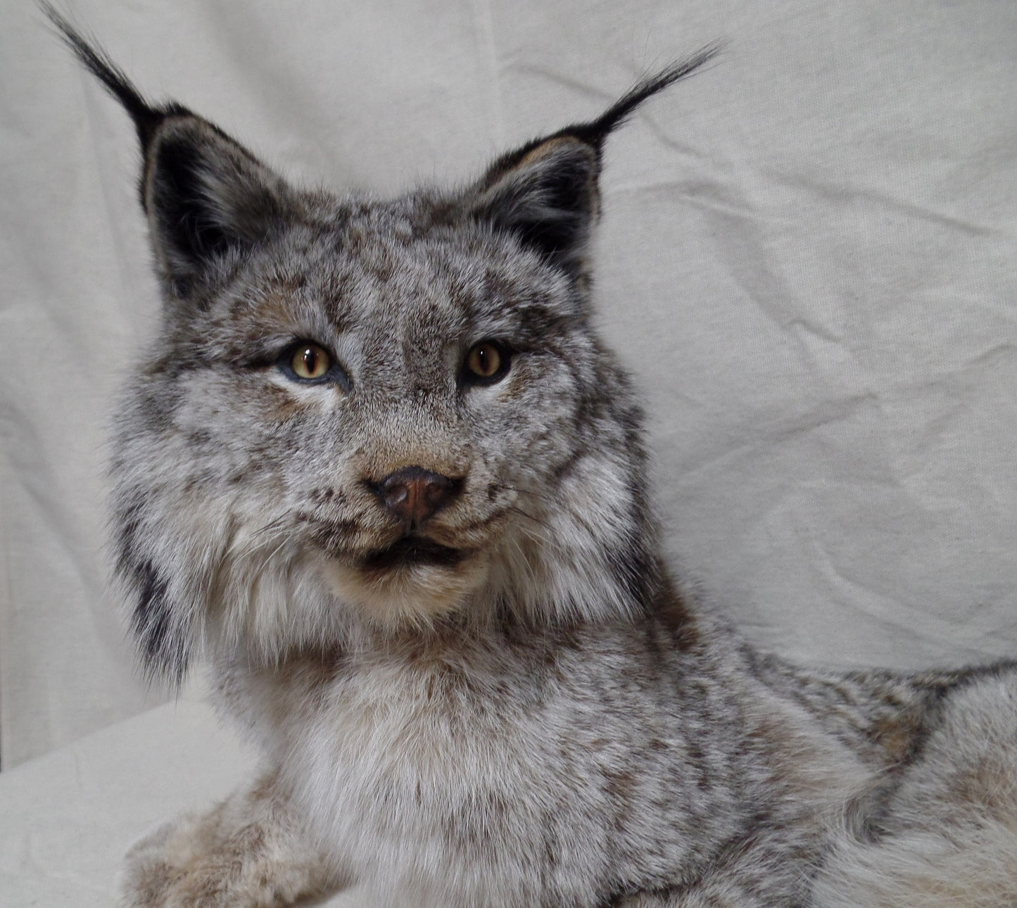 Laying Lynx Mount