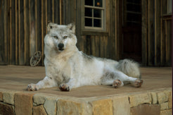 Alaskan Gray Wolf Laying Mount – Yee Haw Ranch Outfitters
