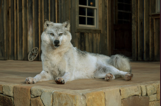 Alaskan Gray Wolf Laying Mount