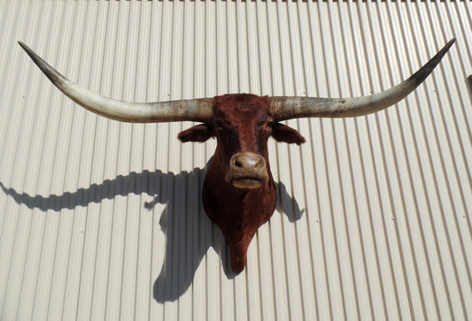 *SOLD* Longhorn Mount  NRED13