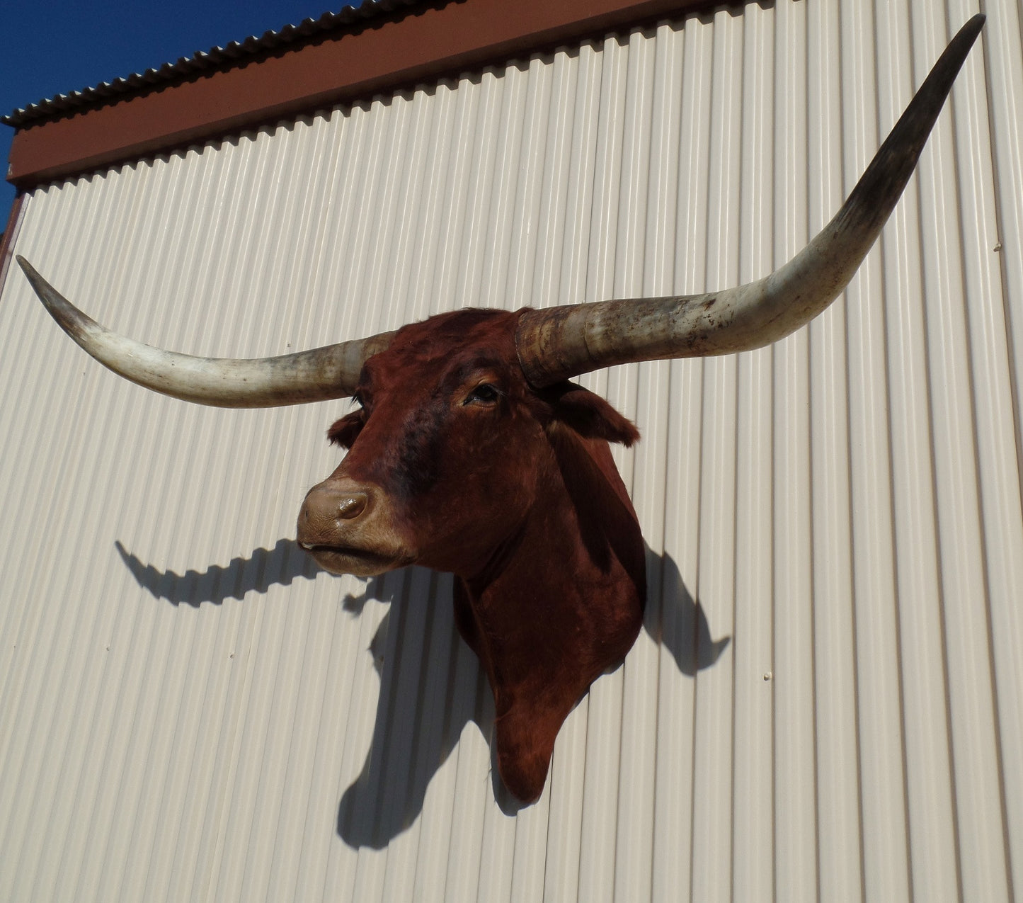 *SOLD* Longhorn Mount  NRED13