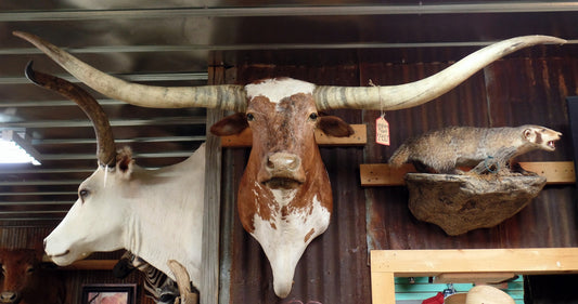 *SOLD* Longhorn Mount NBRW16
