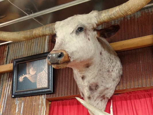 *SOLD* Longhorn Mount BORS28