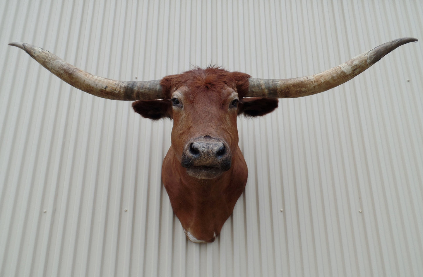 *SOLD* Longhorn Mount  CRBN35