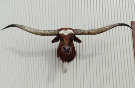 *SOLD* Longhorn Mount