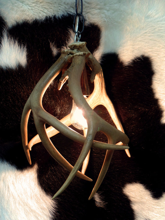 Whitetail Antler Pendant Lights