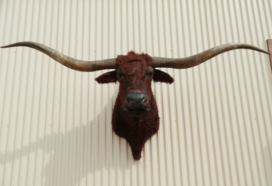 *SOLD* Longhorn Mount  NDRD14