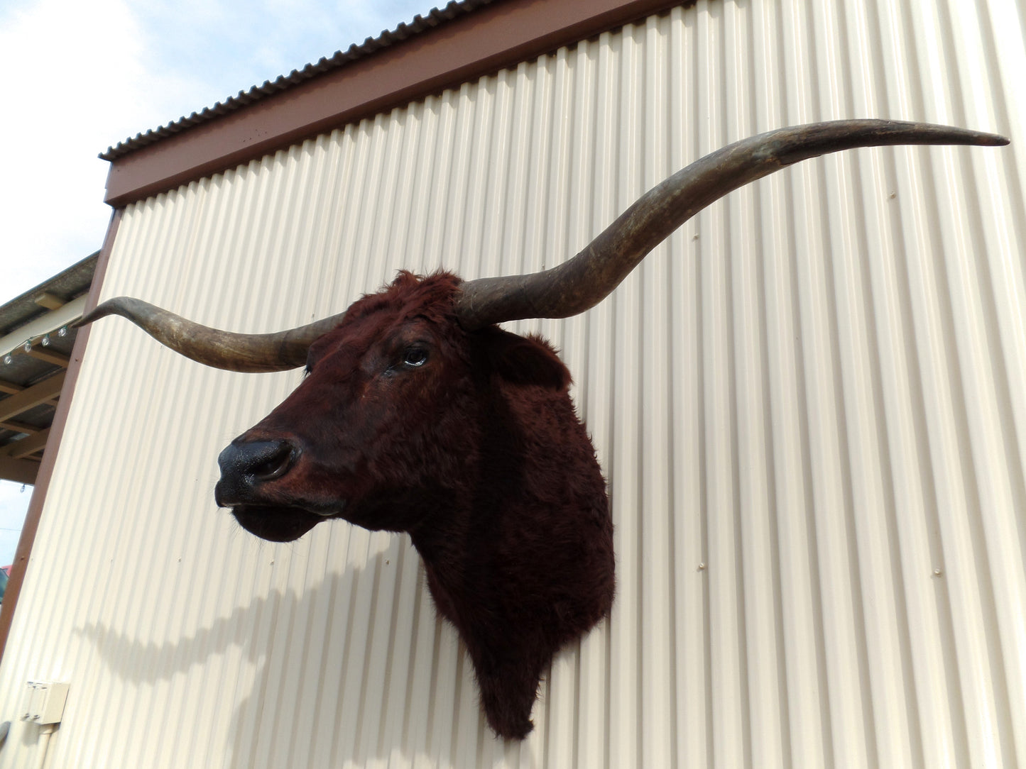 *SOLD* Longhorn Mount  NDRD14