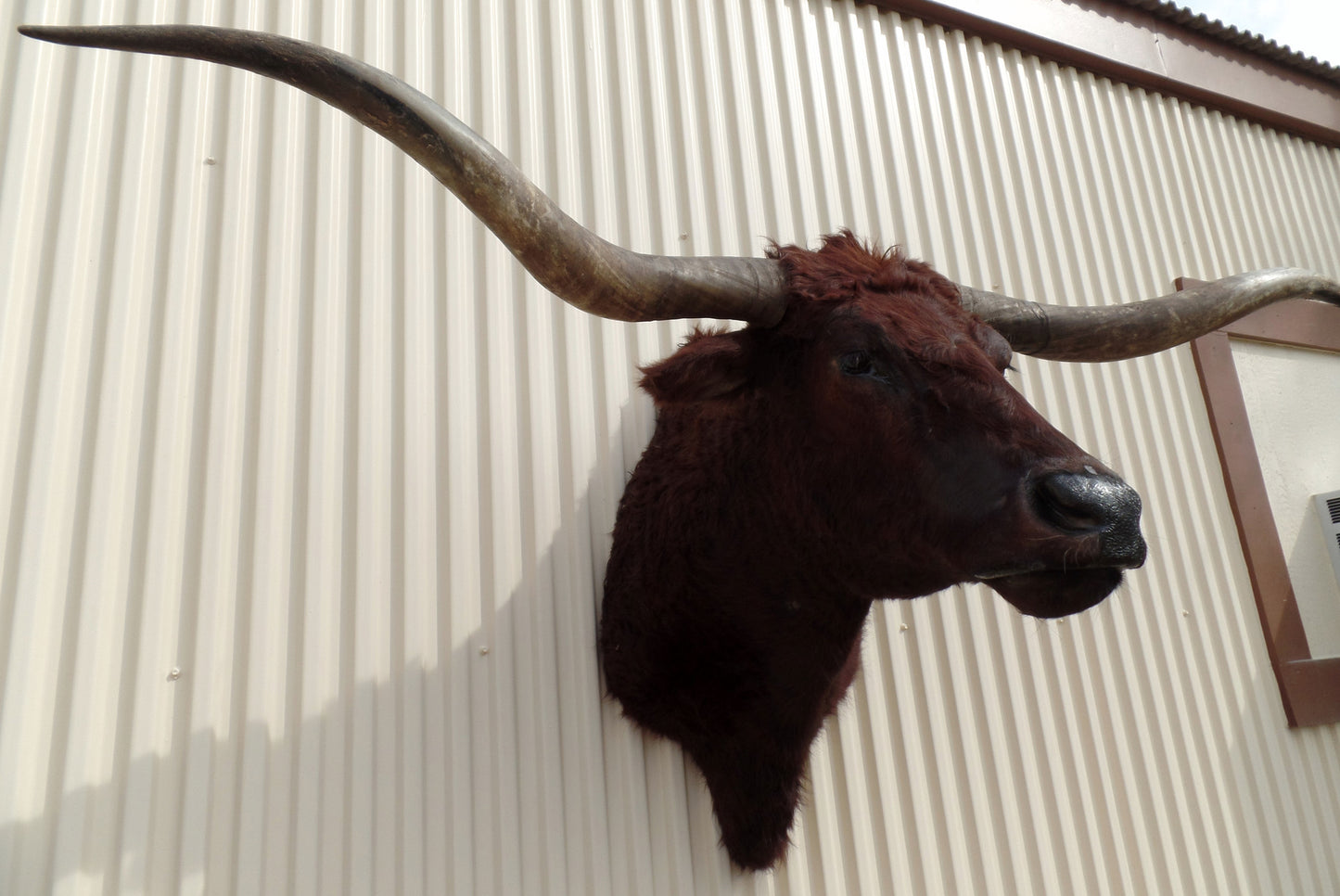 *SOLD* Longhorn Mount  NDRD14