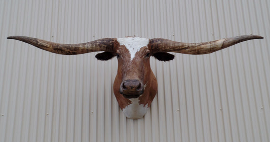 *SOLD* Longhorn Mount  CBRW33
