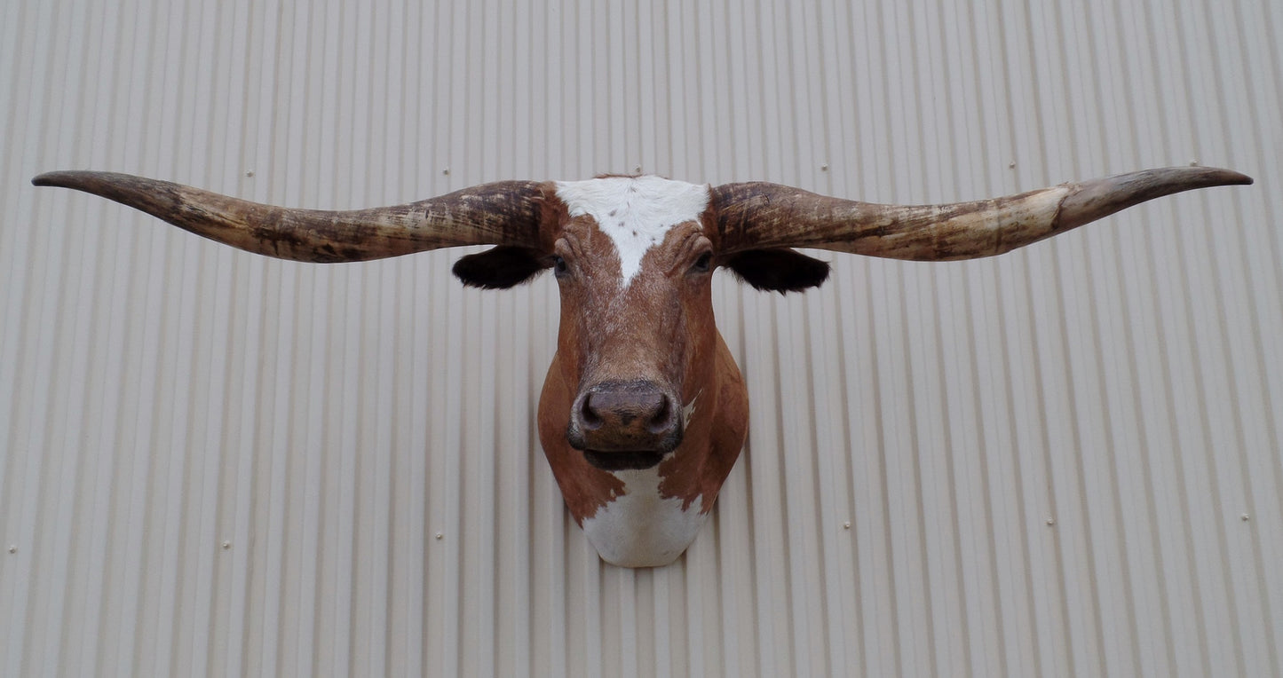 *SOLD* Longhorn Mount  CBRW33