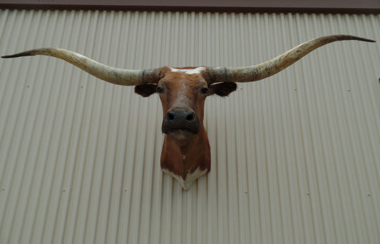 *SOLD* Longhorn Mount BBWT31