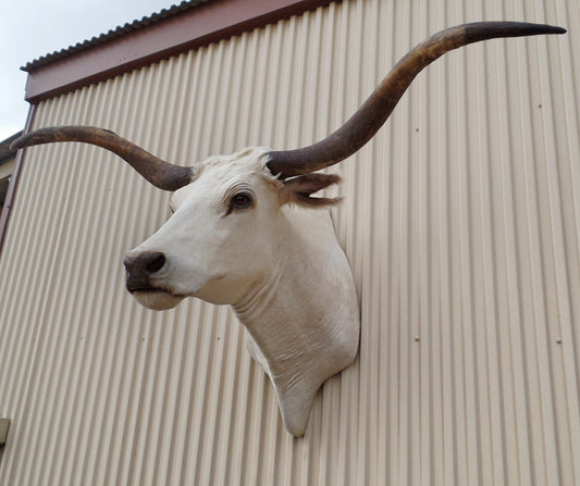 *SOLD* Longhorn Mount