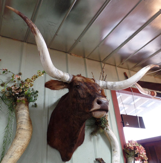*SOLD* Longhorn Mount
