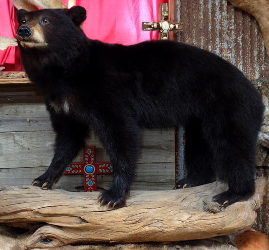 Black Bear Cub On Wood Mount