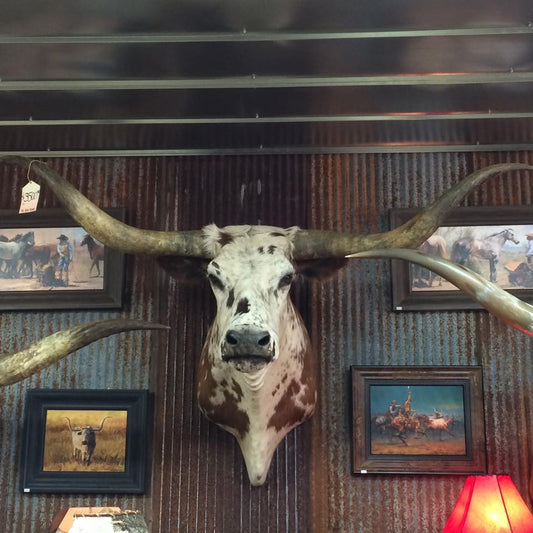 *SOLD* Longhorn Mount