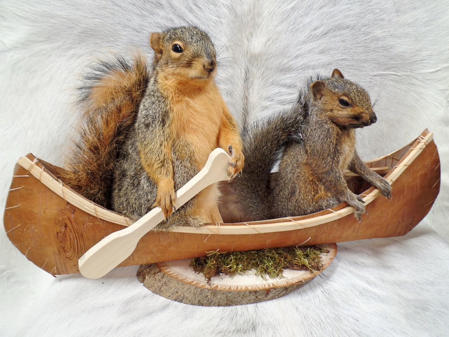 Squirrels In A Canoe