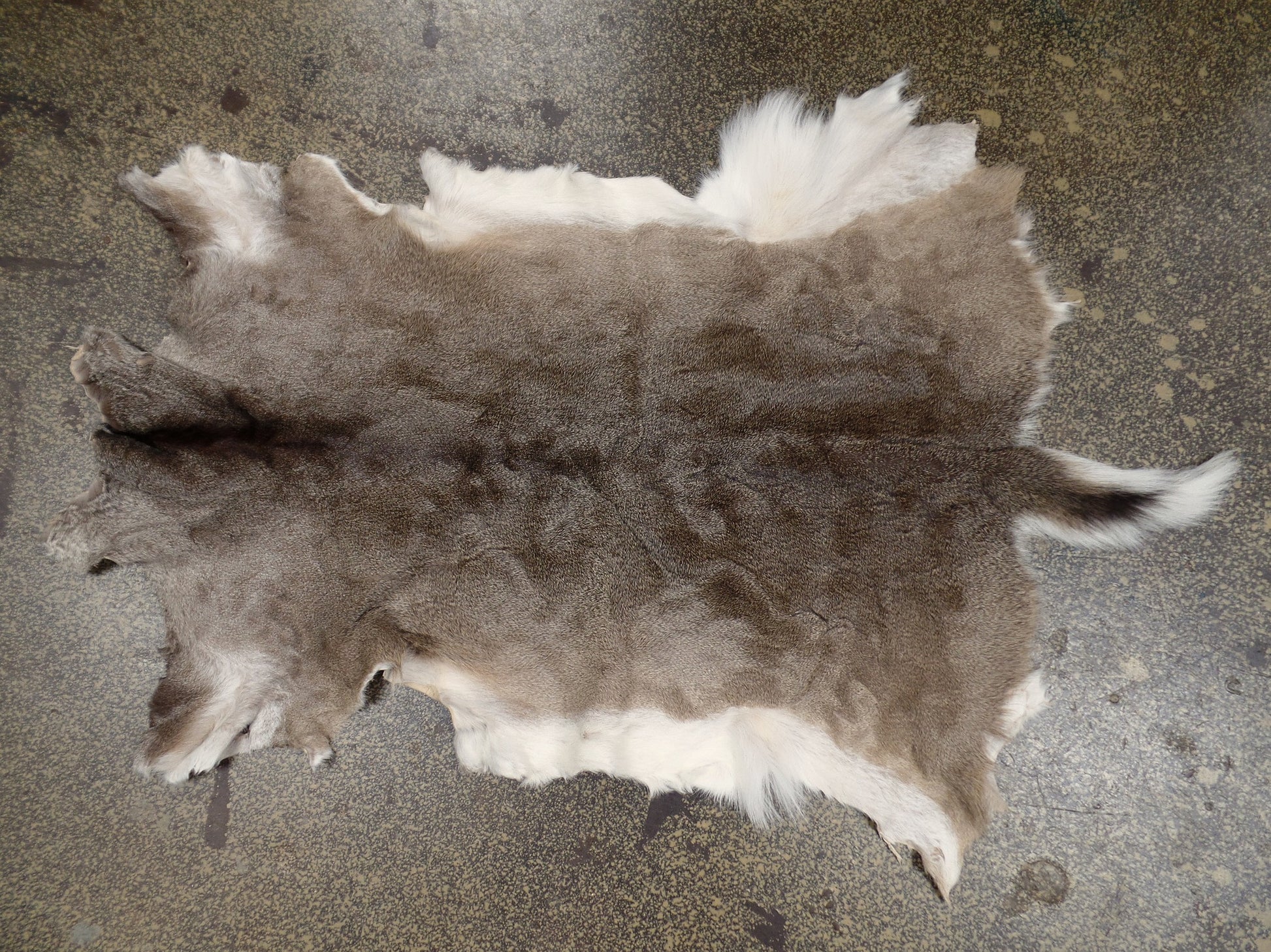 Whitetail Deer Hide