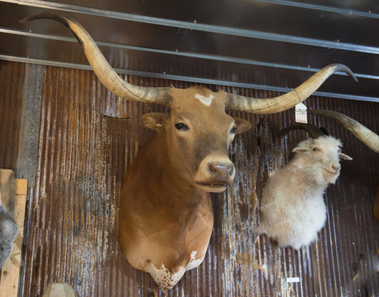 *SOLD* Longhorn Mount